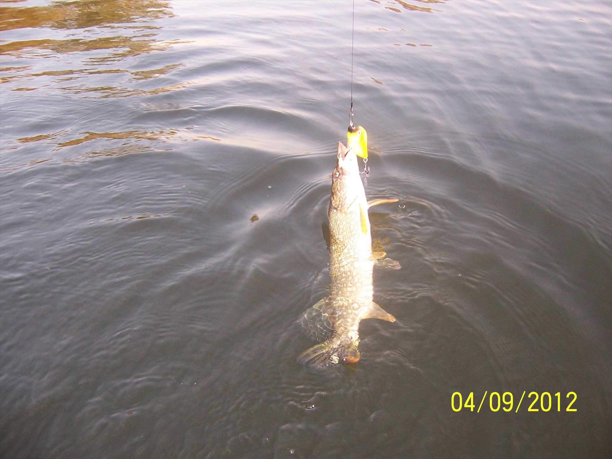 Fish - oliver-201.jpg